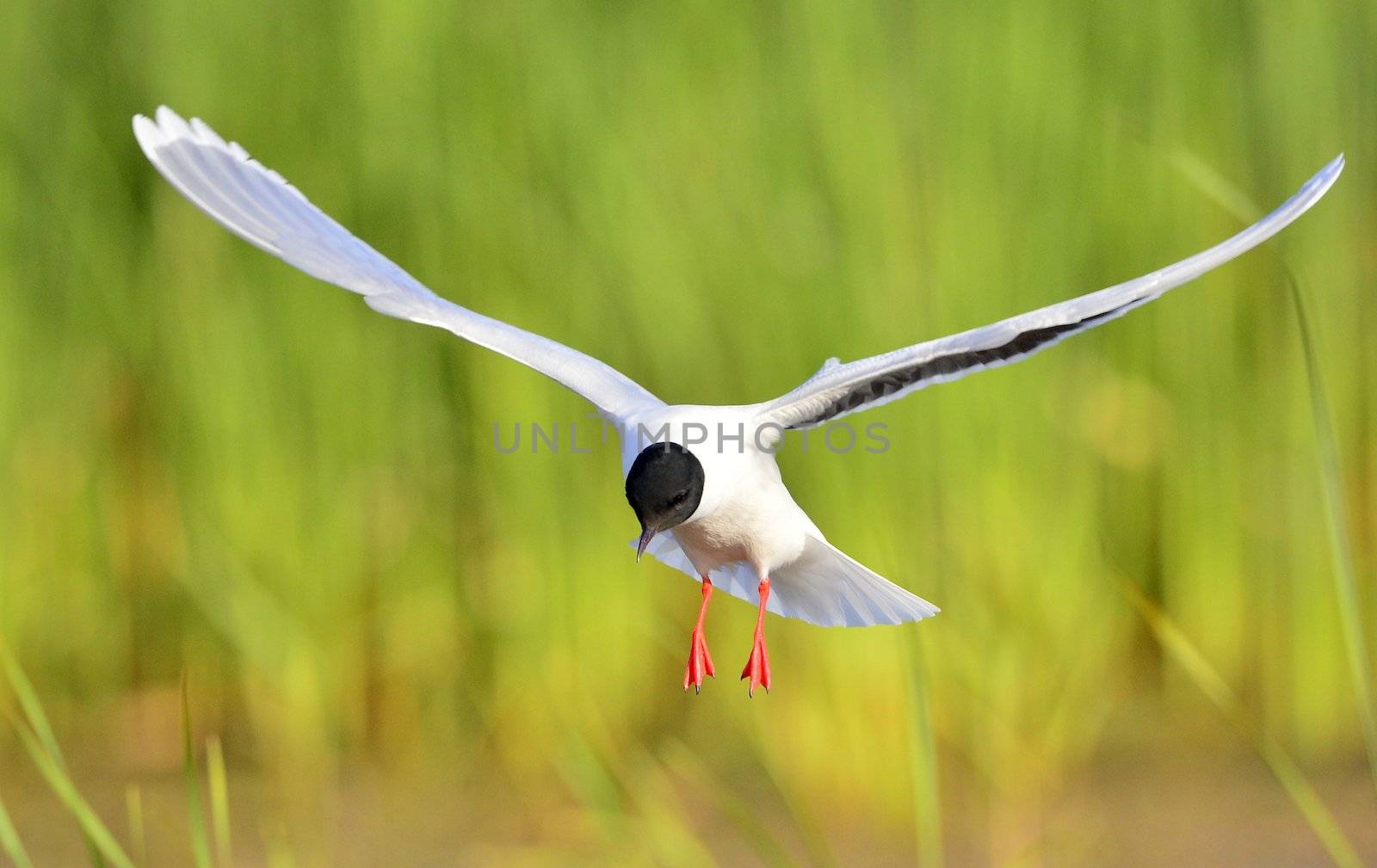 the front of Black-headed Gull (Larus ridibundus) flying by SURZ