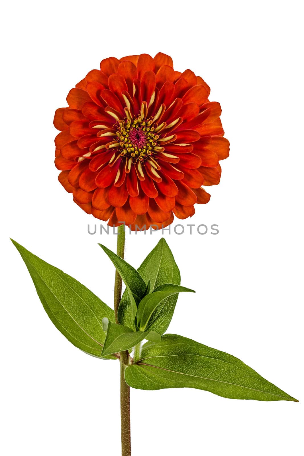 Red flower of zinnia (Lat. Zinnia), isolated on a white background
