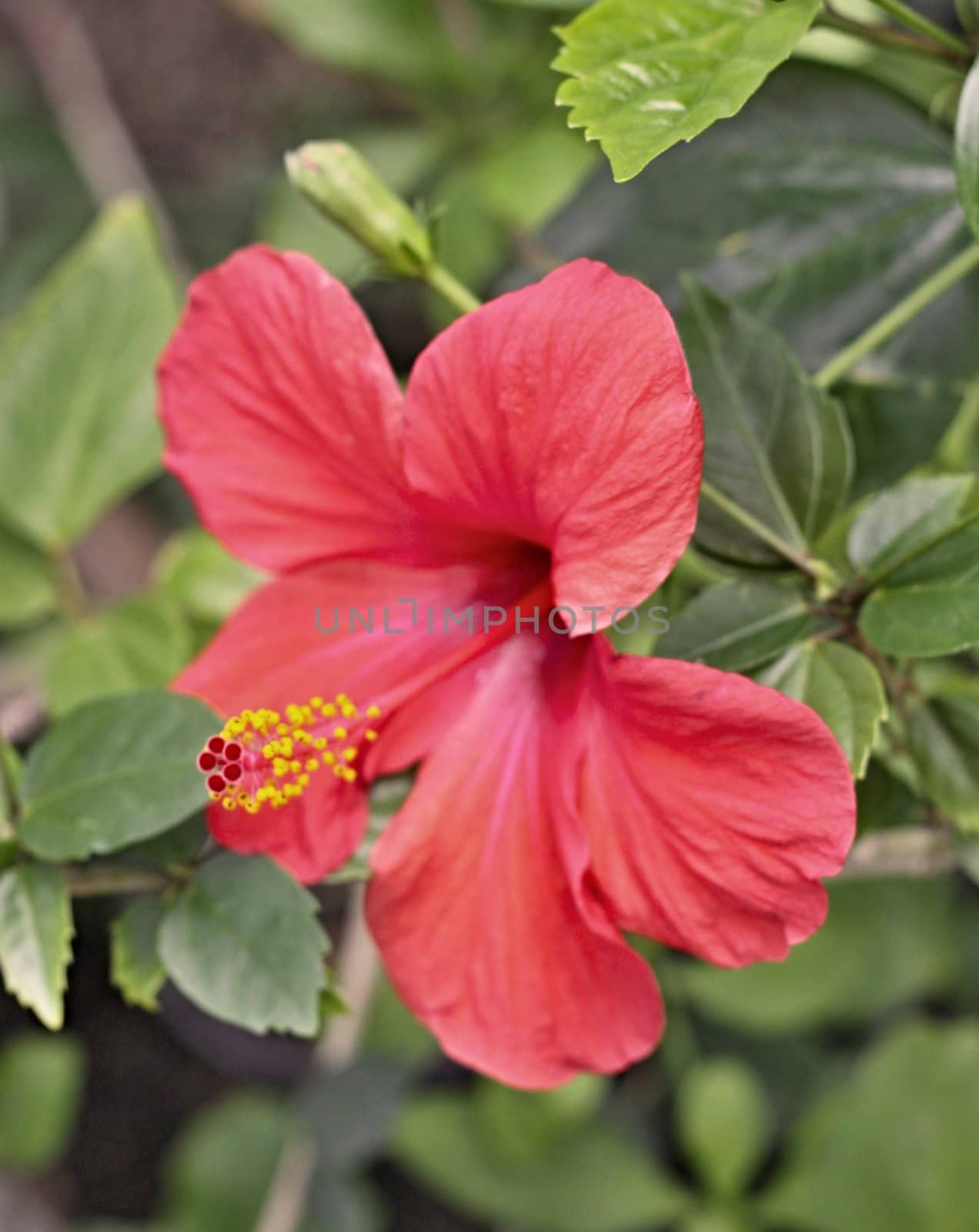 Rose Hibiscus flower and green leaves