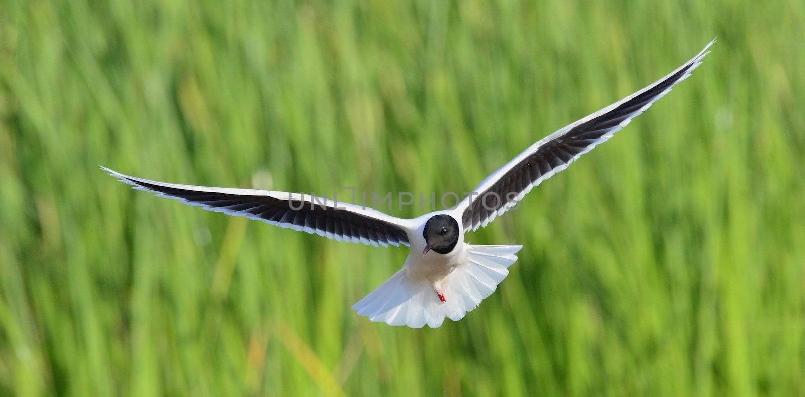 the front of Black-headed Gull (Larus ridibundus) flying by SURZ