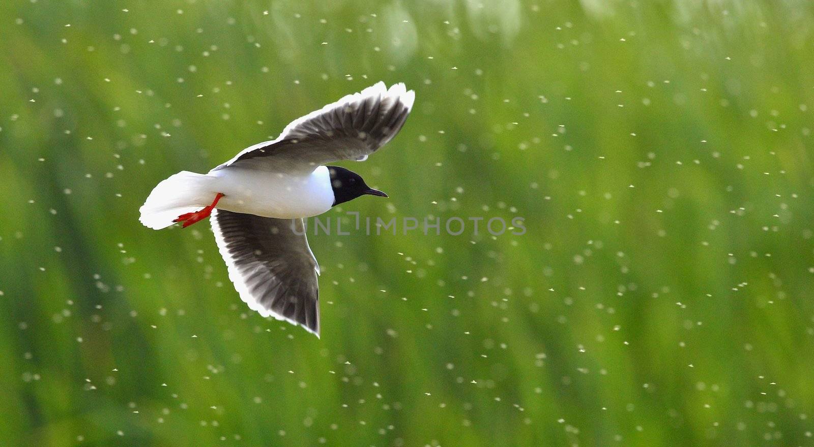 Black-headed Gull (Larus ridibundus) in flight on the green grass background. Backlight