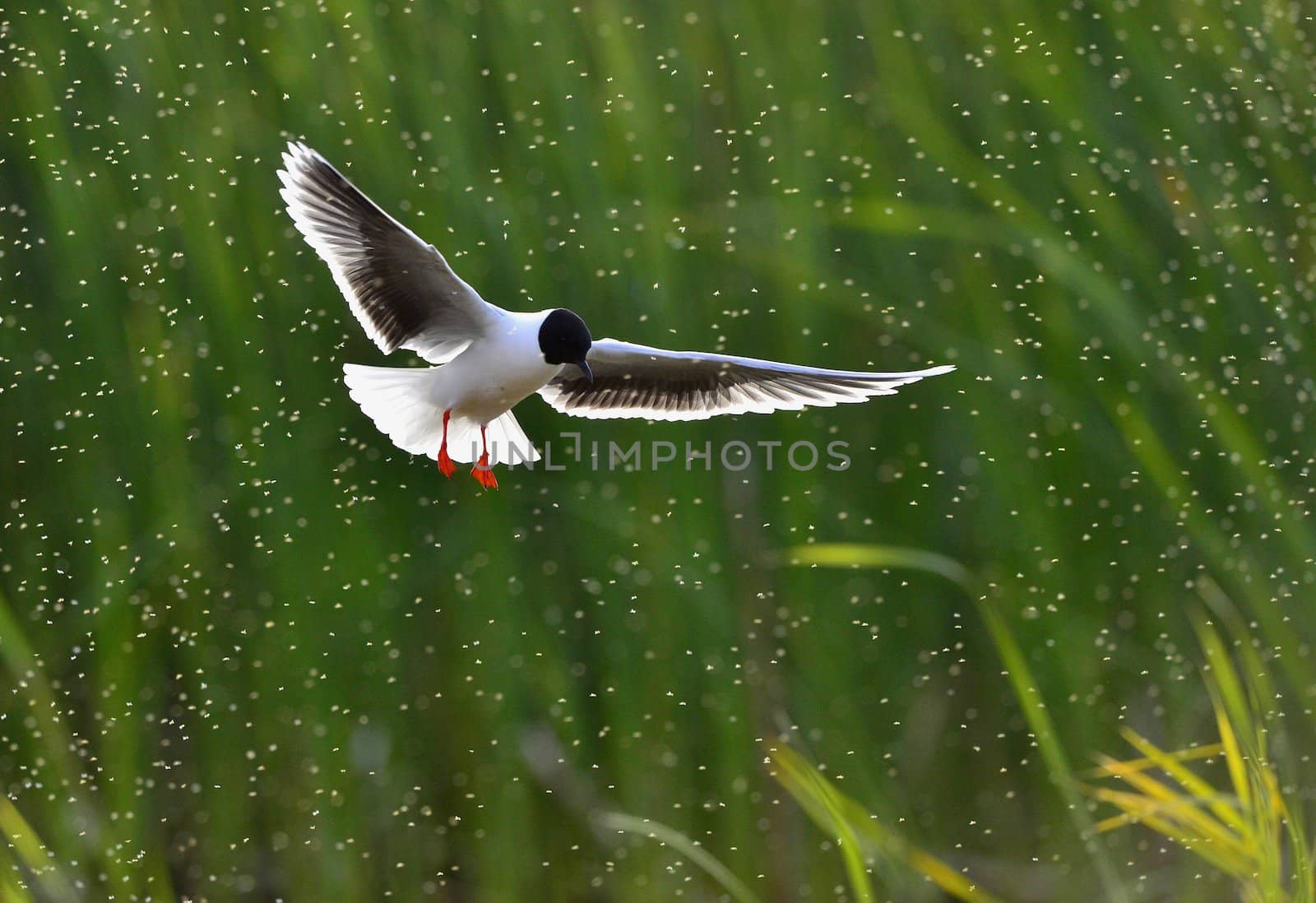 The black-headed gull (Chroicocephalus ridibundus) by SURZ