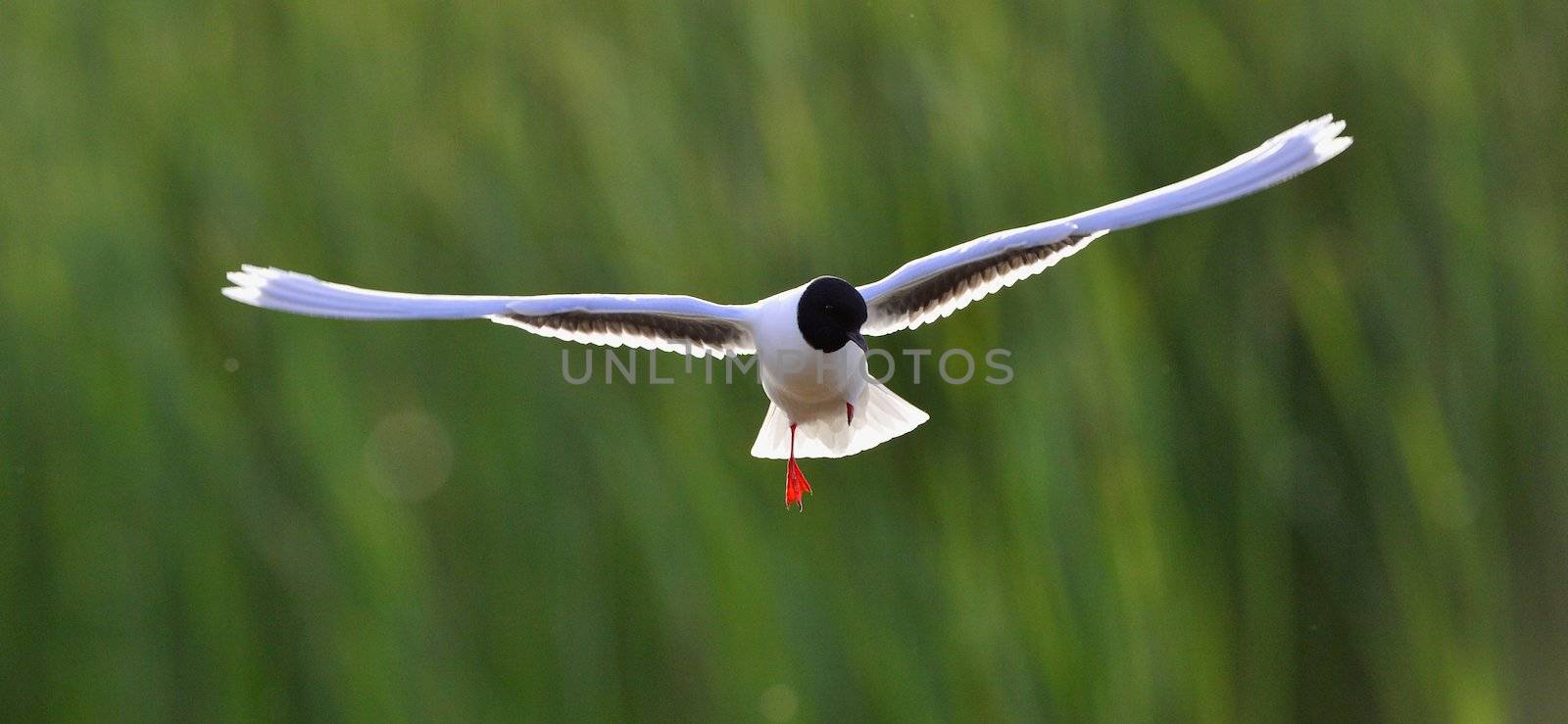 the front of Black-headed Gull (Larus ridibundus) flying by SURZ