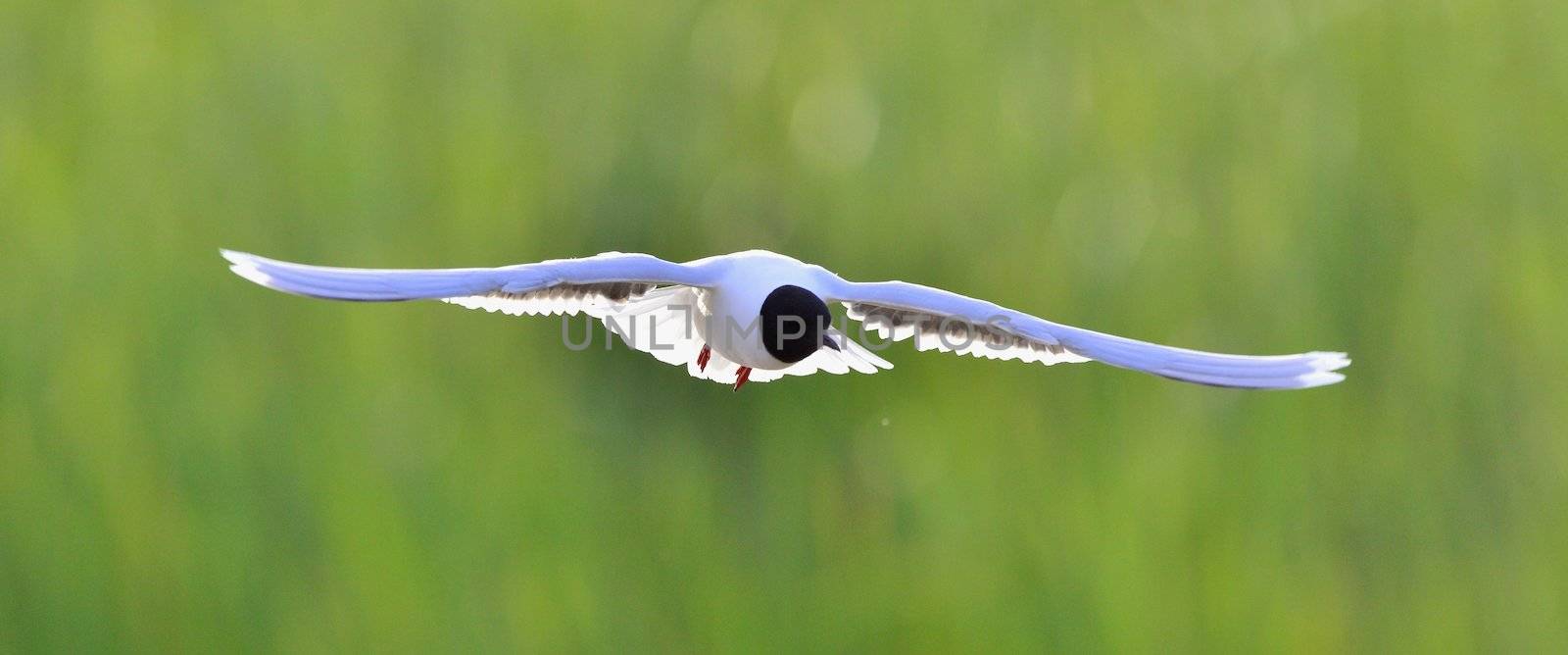 Black-headed Gull (Larus ridibundus) in flight on the green grass background. Front