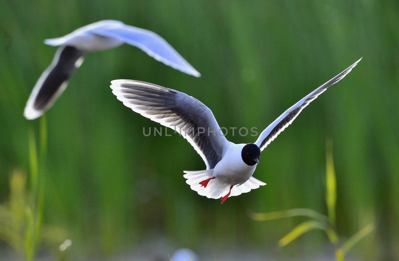 the front of Black-headed Gull (Larus ridibundus) flying by SURZ