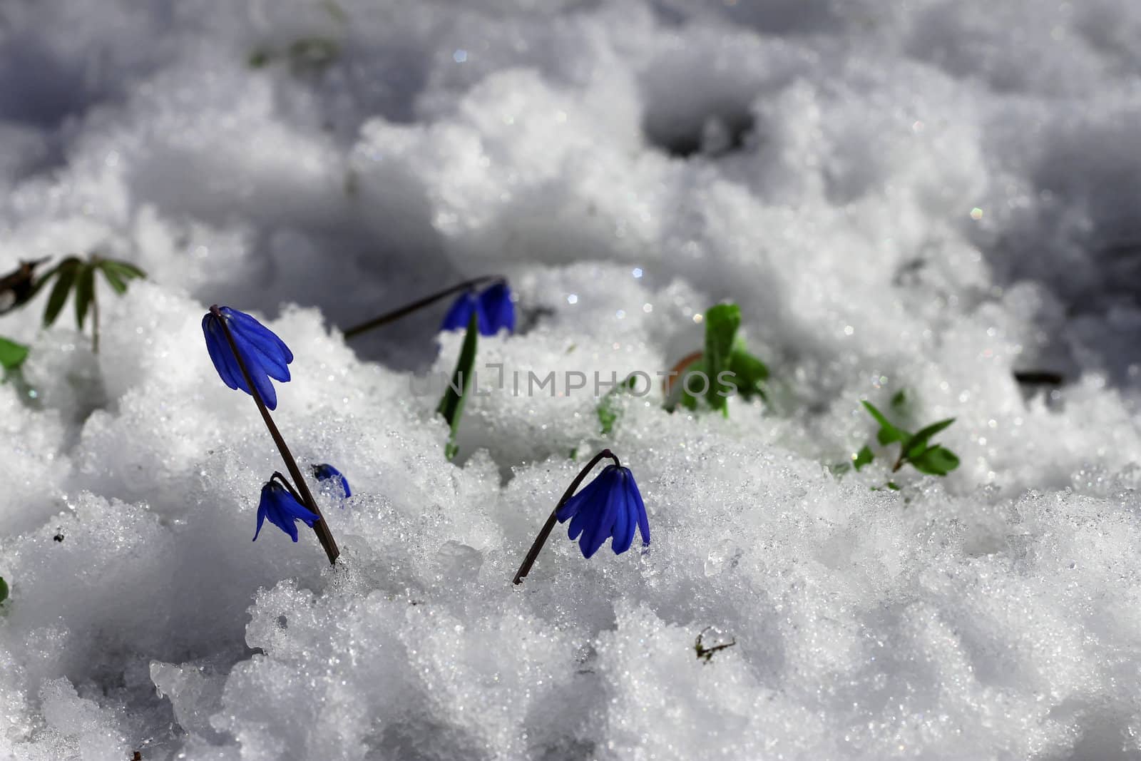 First Spring Flowers growing in the forest