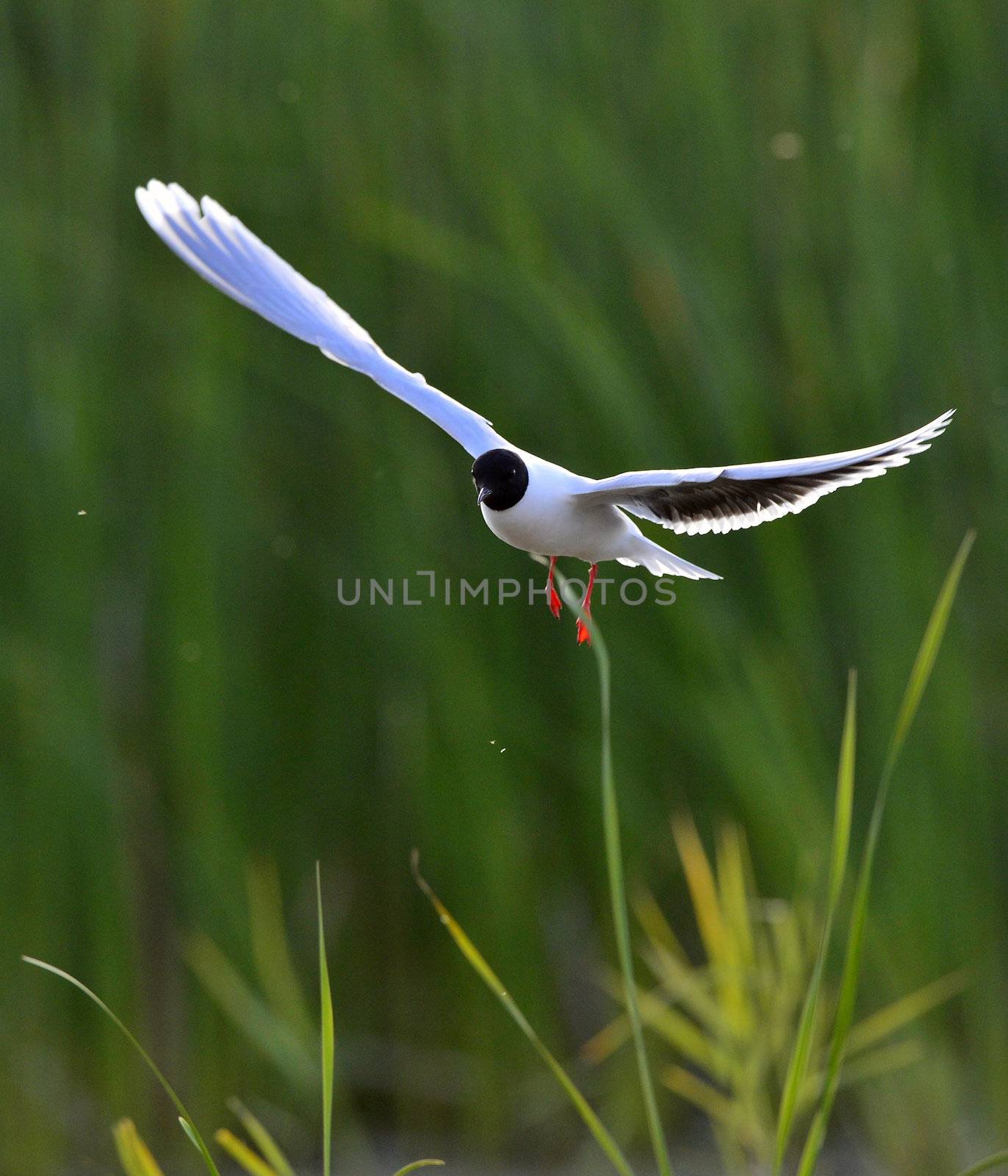 Black-headed Gull (Larus ridibundus) in flight on the green grass background. Front Black-headed Gull (Larus ridibundus) in flight on the green grass background. Front