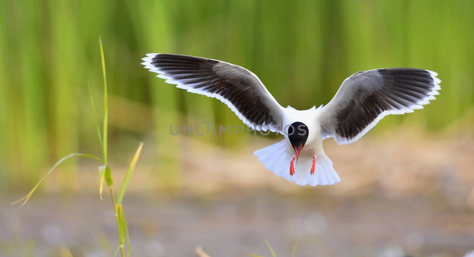 Black-headed Gull (Larus ridibundus) in flight on the green grass background. Front. Backlight