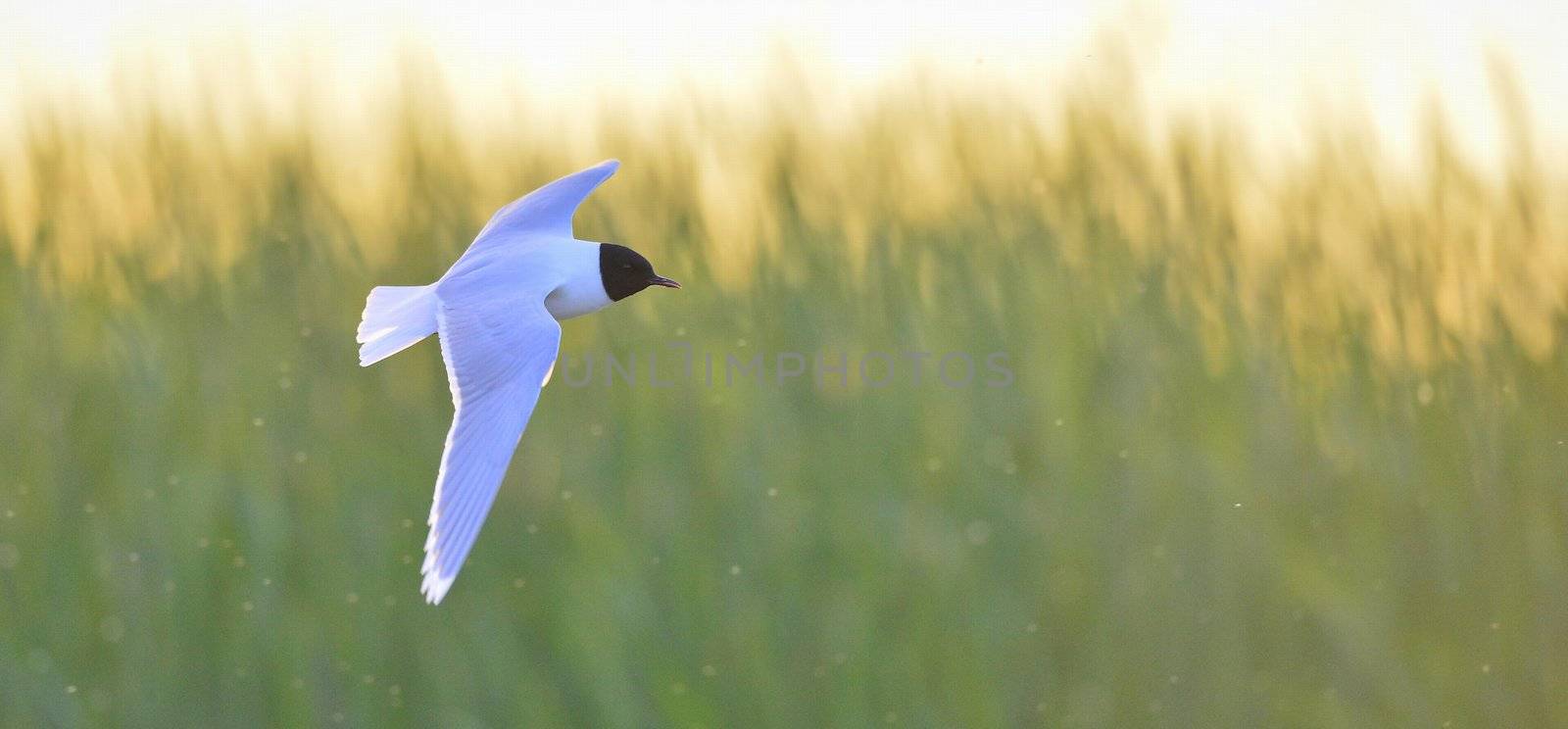Flying gull by SURZ