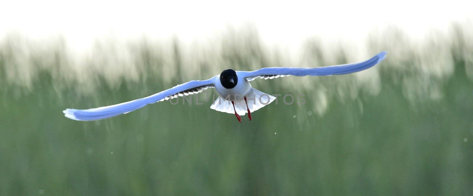 Black-headed Gull (Larus ridibundus) in flight on the green grass background. Front. Bakclight