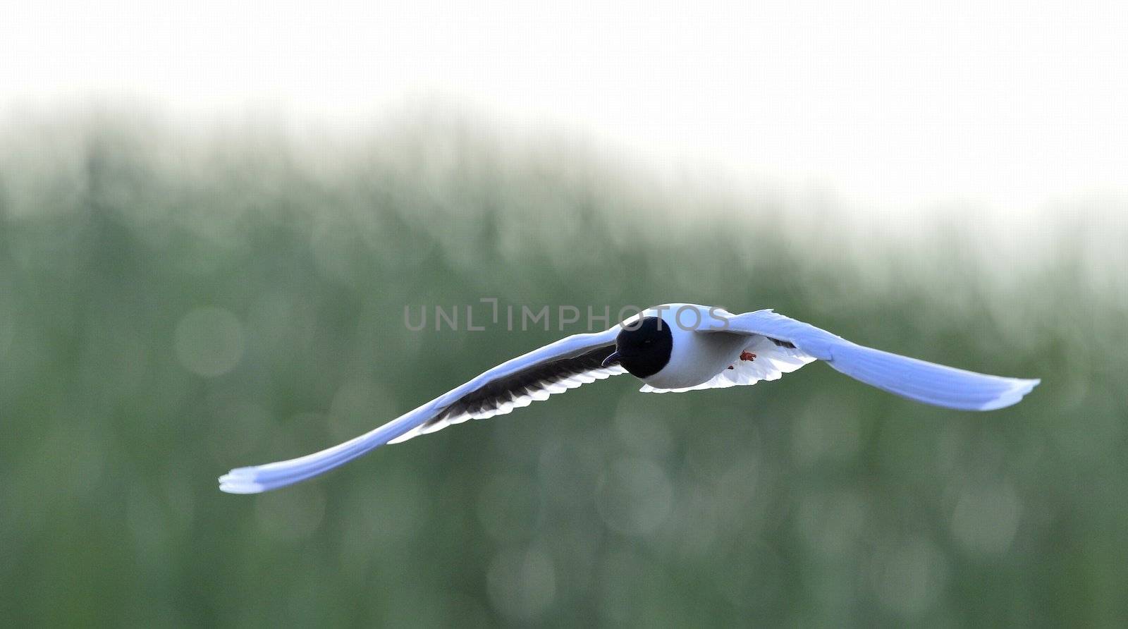 the front of Black-headed Gull (Larus ridibundus) flying by SURZ