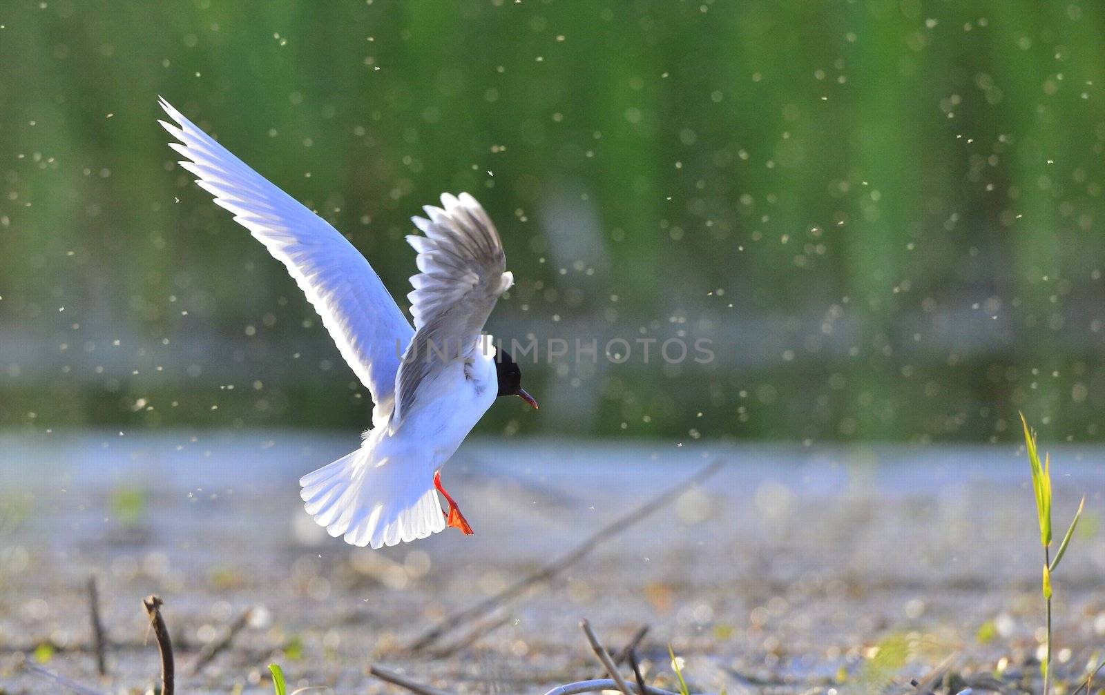 Flying gull by SURZ