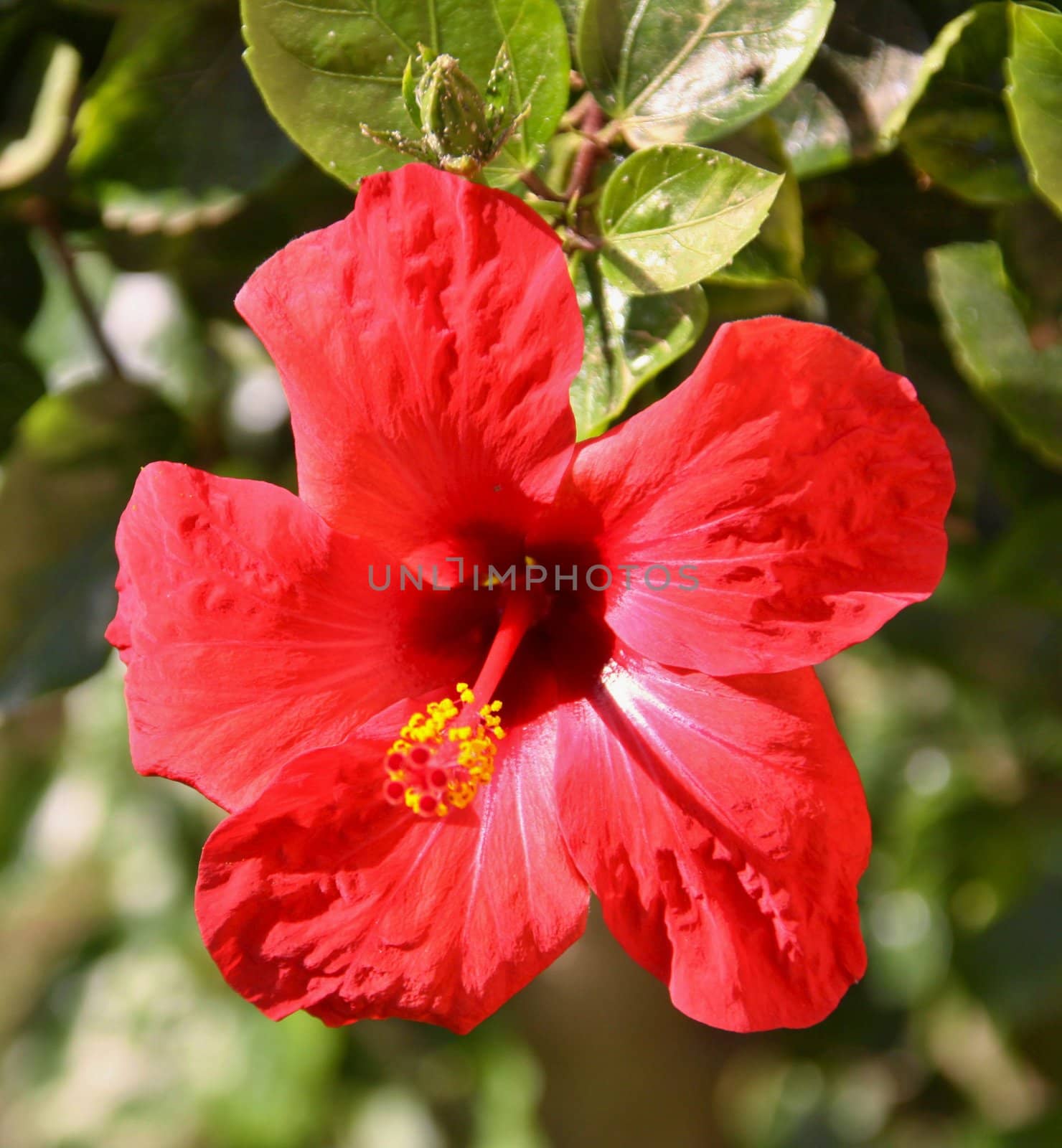 Red Hibiscus flower  by jnerad