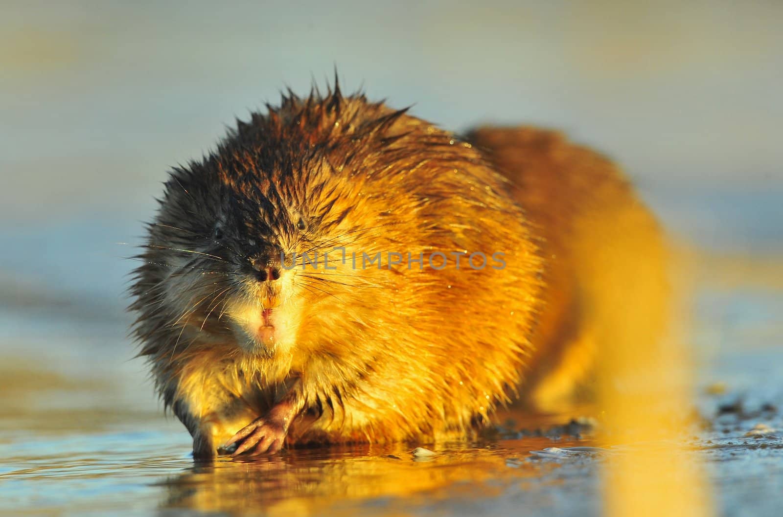 Muskrat ( Ondatra zibethica )  by SURZ