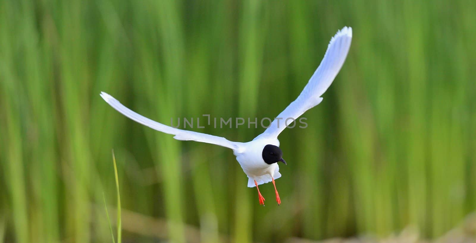 Black-headed Gull (Larus ridibundus)  landed, having stretched wings. 