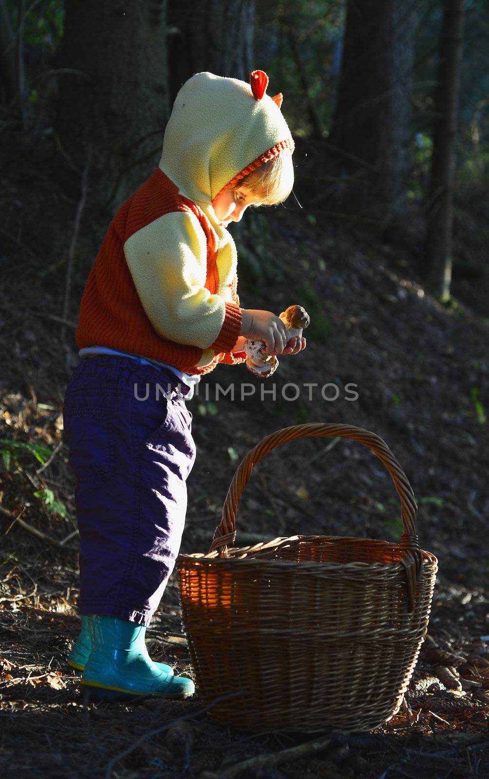 Little girl  gathers mushrooms in the forest on summer day