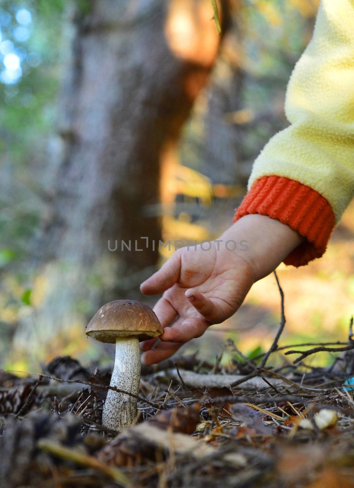 Little hand  gathers mushrooms in the forest on summer day
