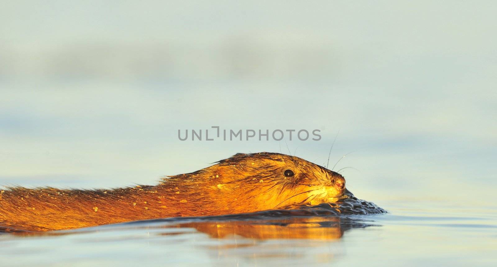 Swimming Muskrat ( Ondatra zibethica ) in beams of the sunset