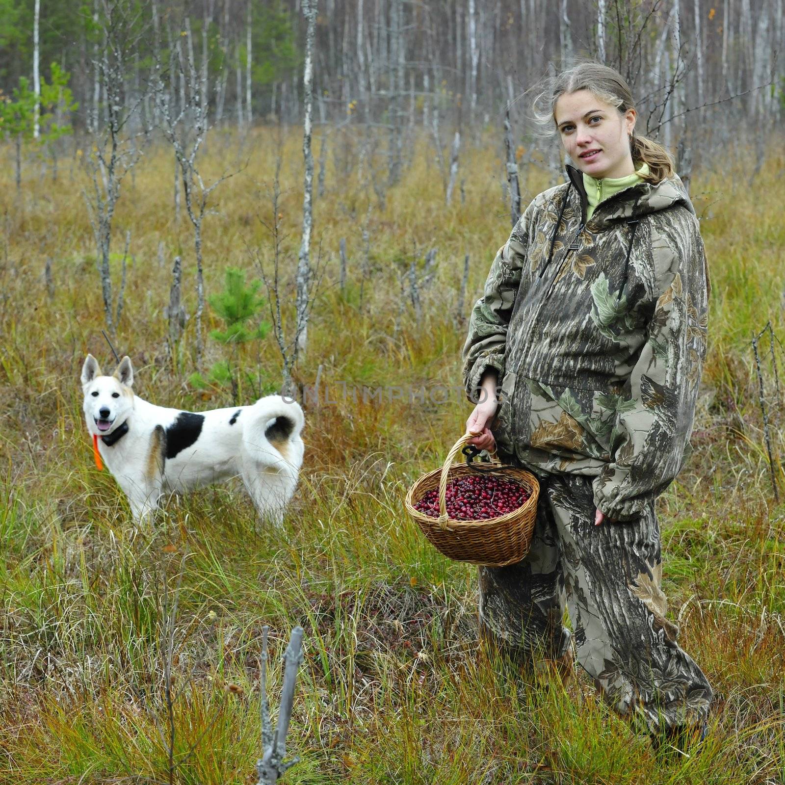 Young woman with dog pick cranberry on a bog.