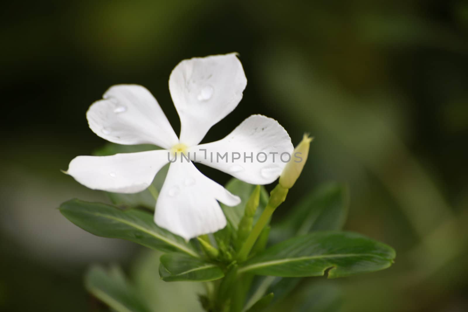 There are  white vinca in my house.