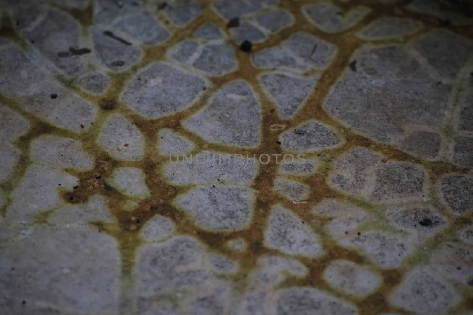 In the lotus pool.There are yellow drying mark looks be strange but beautiful.