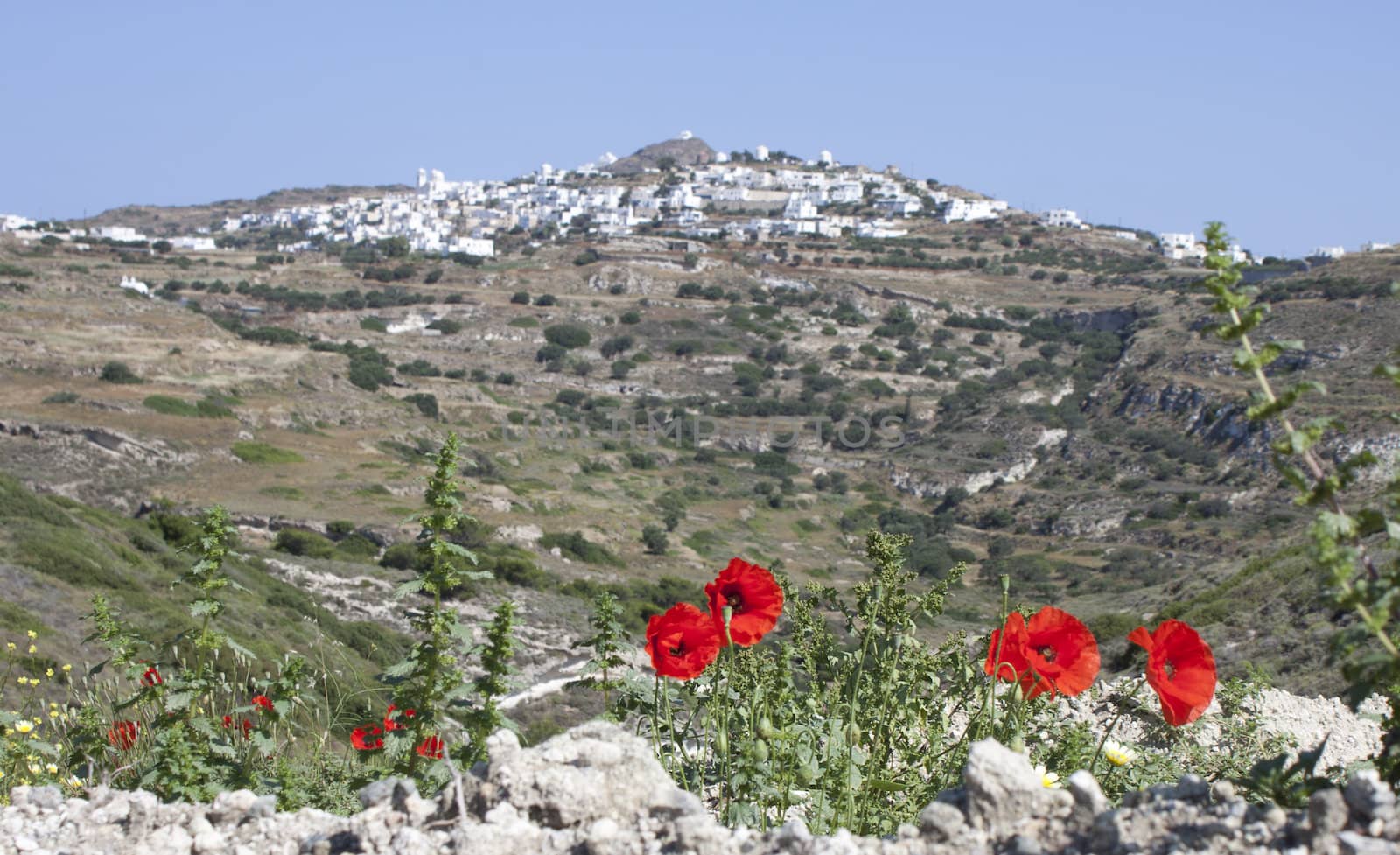 Poppies in front to typical Cyclades town 