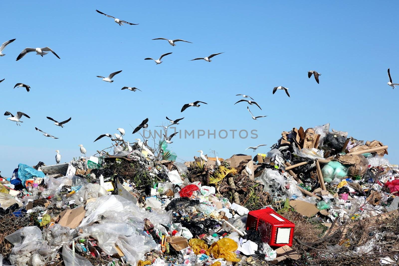 Waste Disposal Dump and Birds by fouroaks