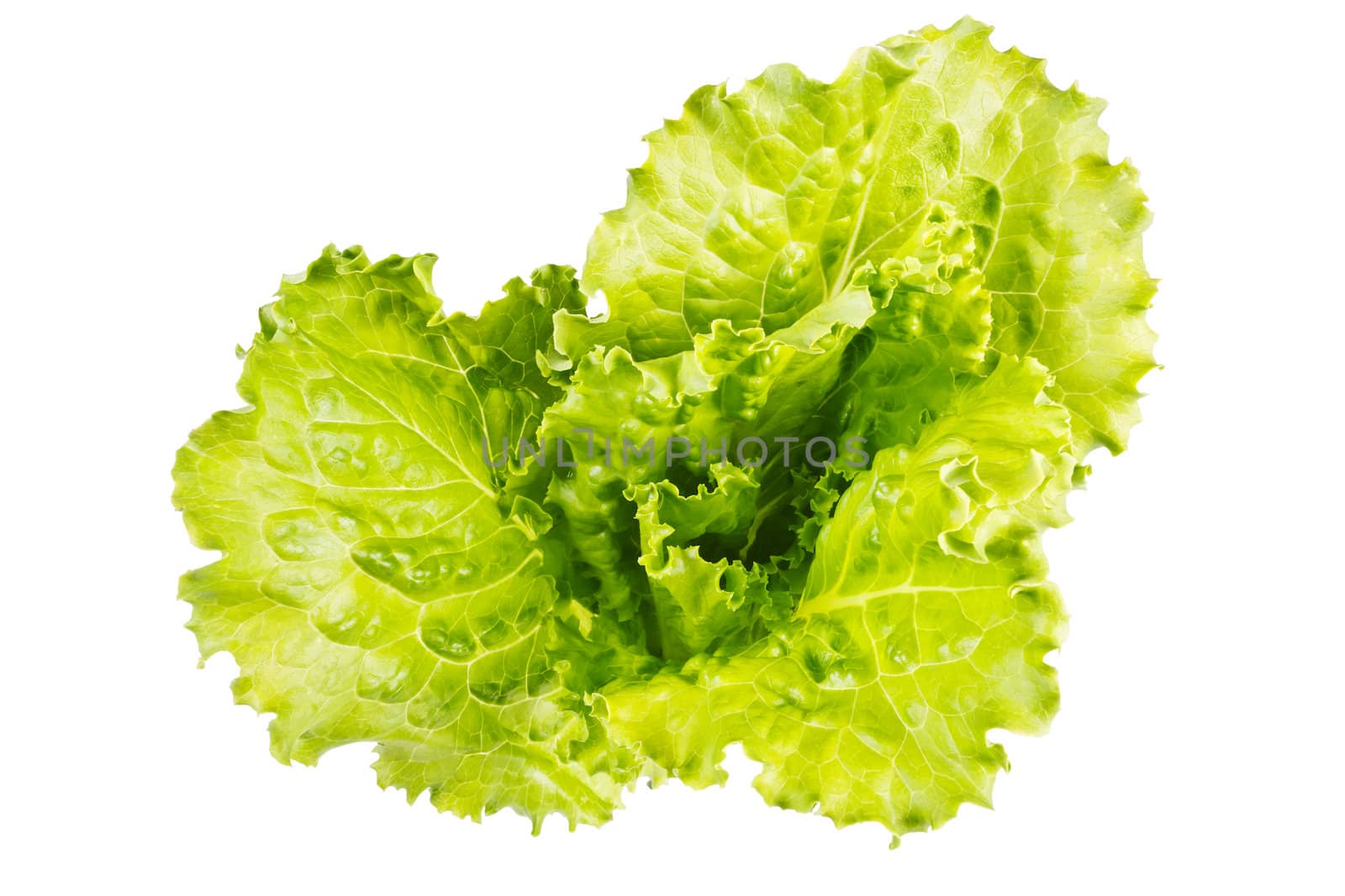 Fresh juicy lettuce leaves on a white background