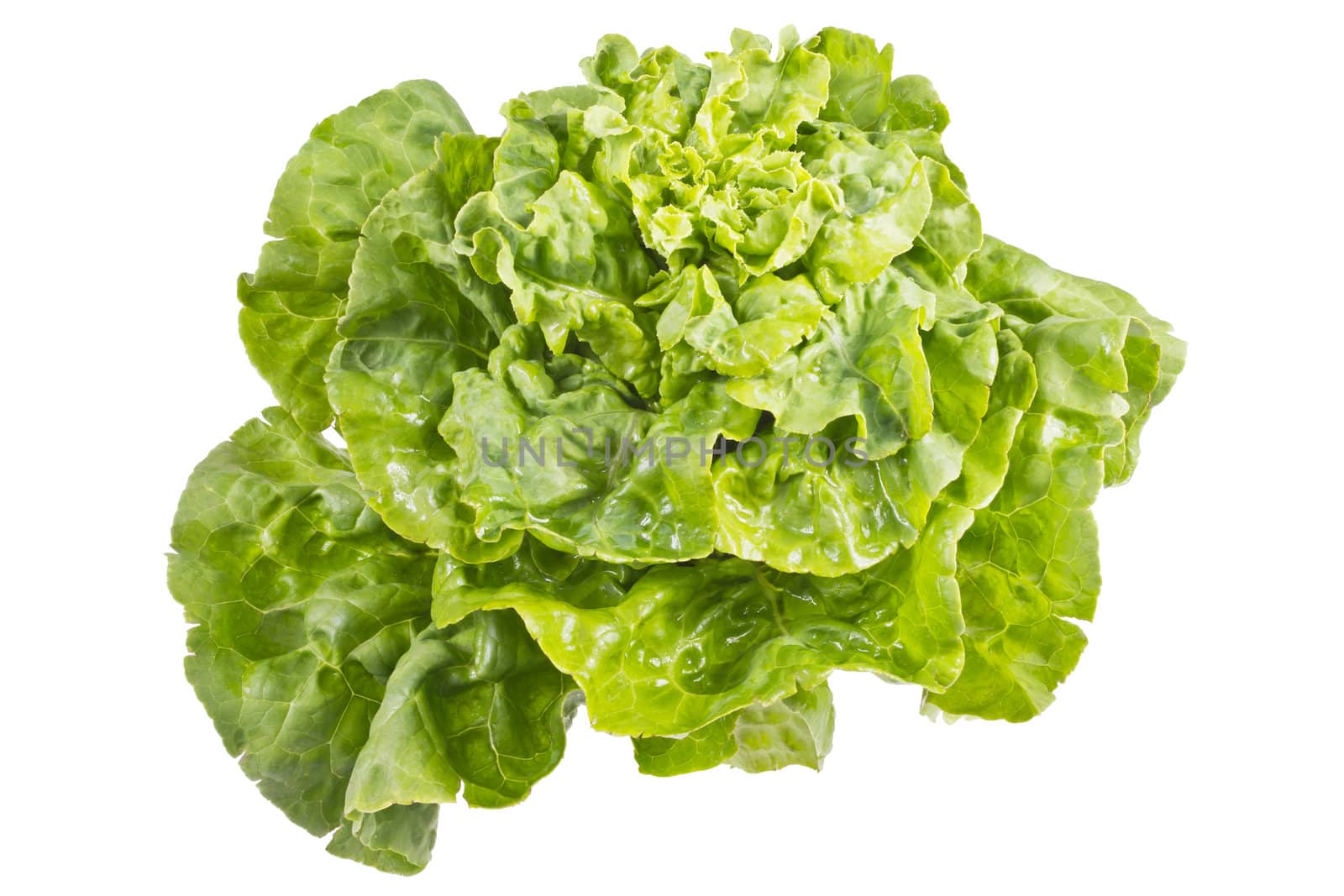 Fresh juicy lettuce leaves on a white background