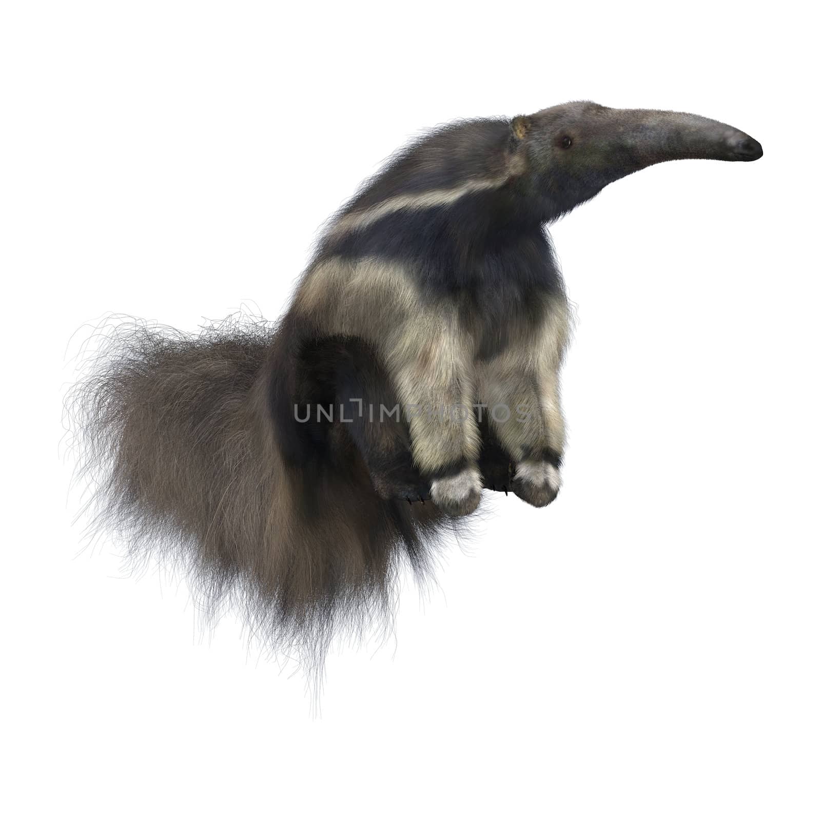 3D digital render of an amazing animal giant anteater isolated on white background