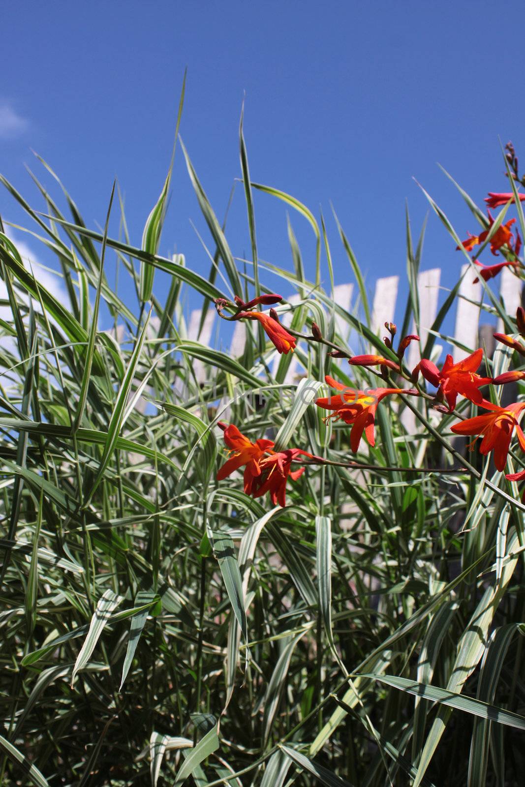 Ornamental grasses and Crocosmia, a small orange flowering plant in the iris family, Iridaceae, a deciduous perennial plant. Set on a portrait format against a blue sky background.