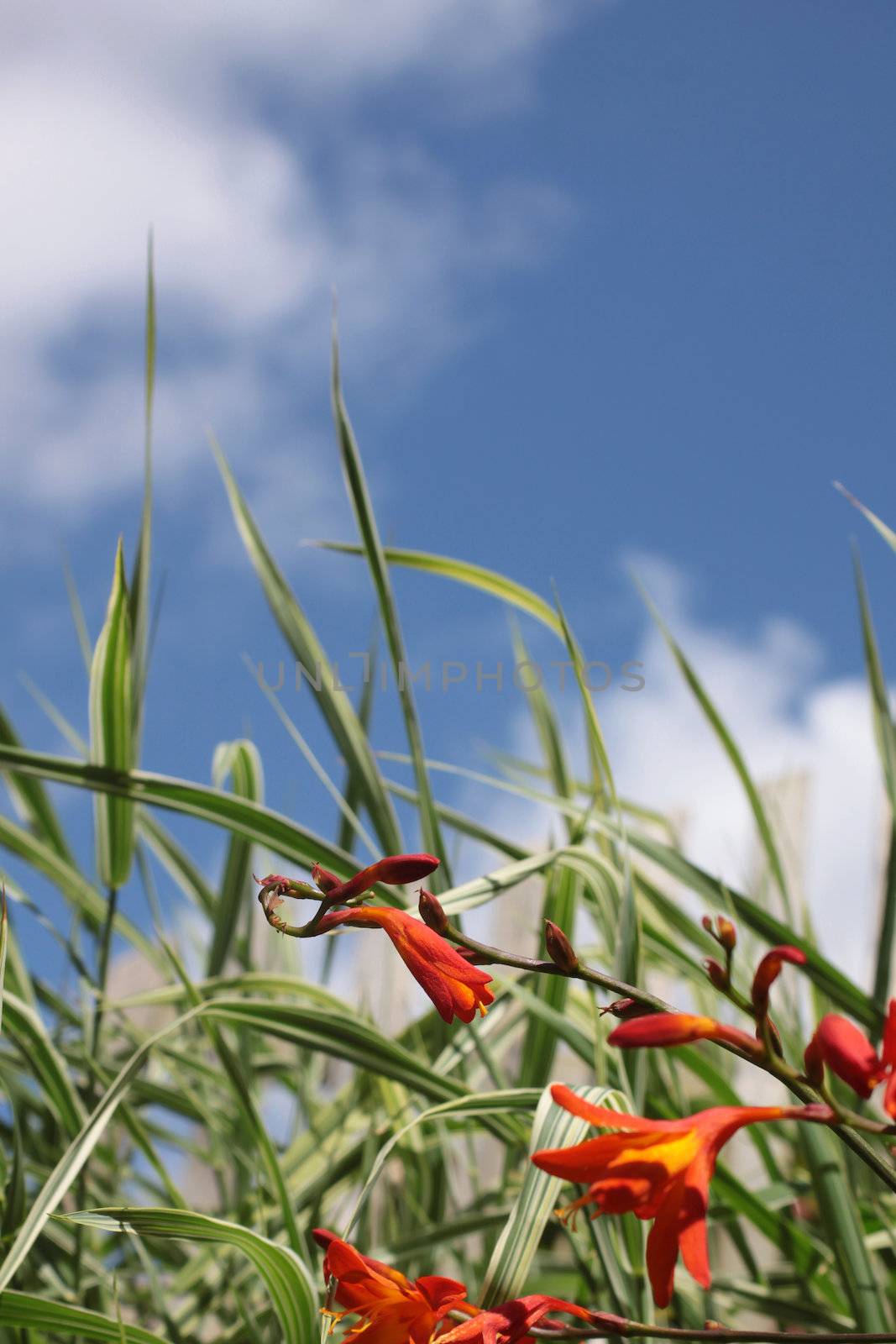 Crocosmia, a small orange flowering plant in the iris family, Iridaceae, a deciduous perennial plant growing in front of some ornamental grasses. Set on a portrait format against a blue sky background with white clouds.