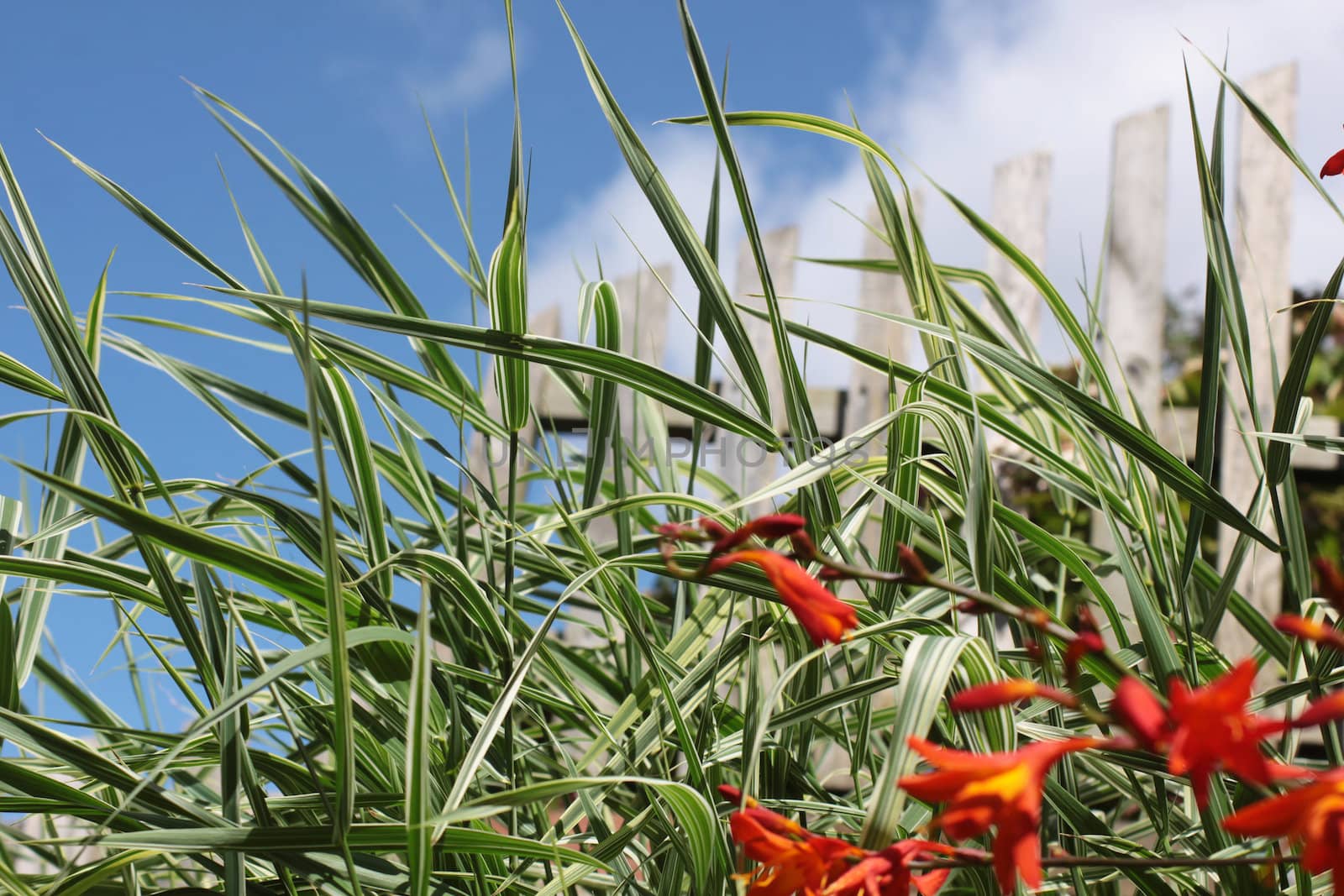Crocosmia, a small orange flowering plant in the iris family, Iridaceae, in soft focus growing in front of some ornamental grasses. Set on a portrait format against a blue sky background with white clouds.
