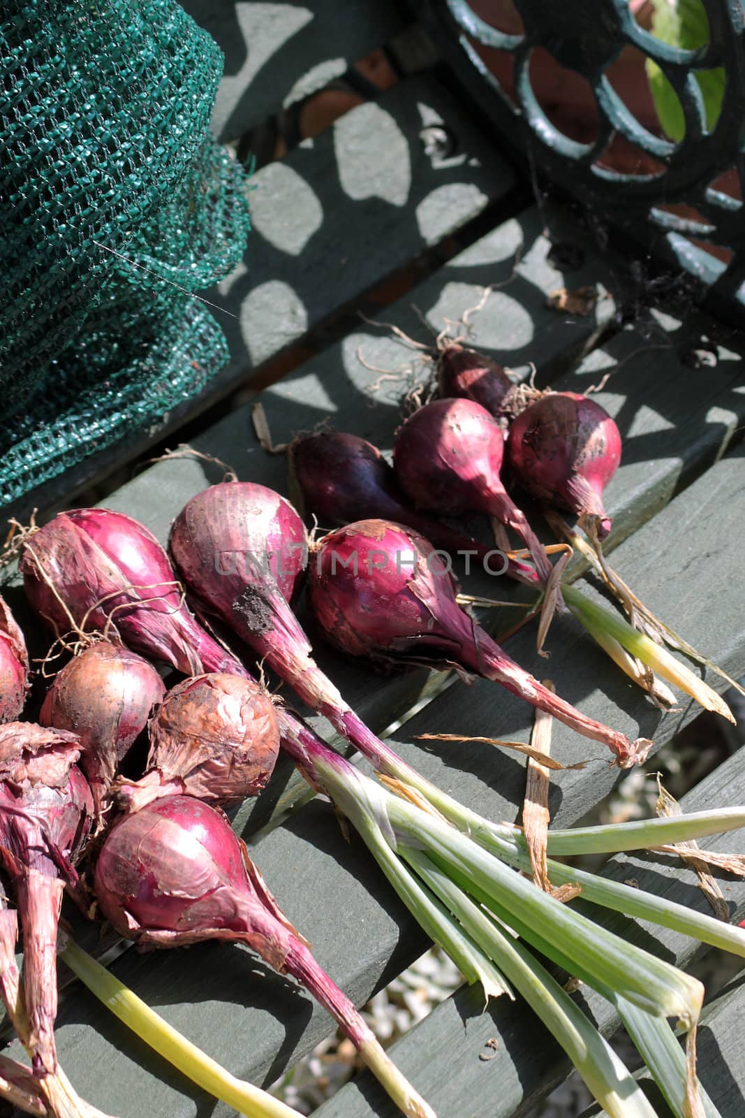 A group of onion bulbs, Red Baron variety, set on a wooden garden bench.