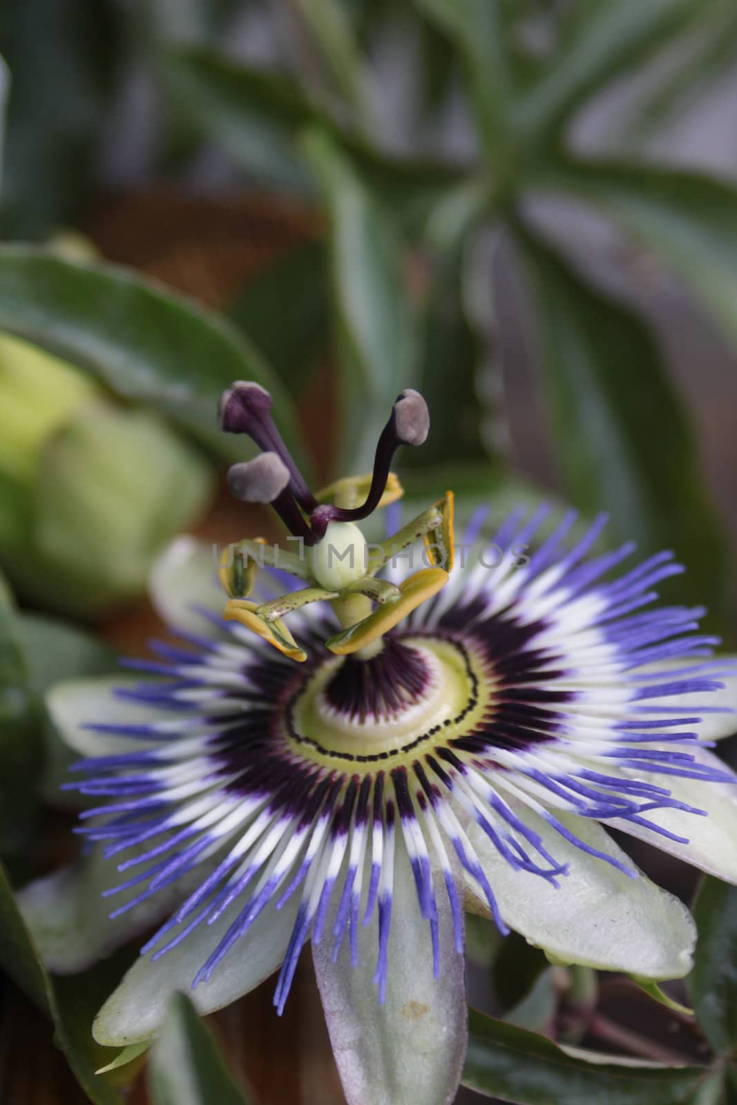Close up of a passion Fruit Flower - Passiflora Edulis. set on a portrait format showing the detailed middle stem of the flower.