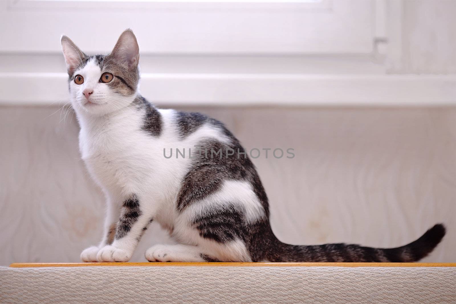 Kitten on a sofa. Not purebred kitten. Small predator. Small cat.