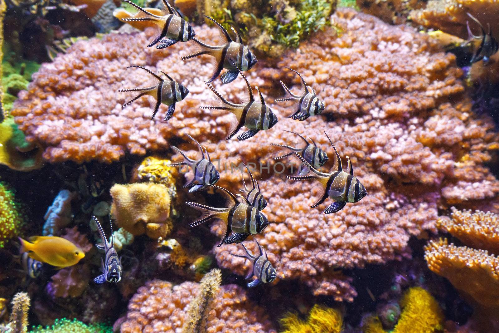 tropical aquarium with Pterapogon kauderni fish and sponges