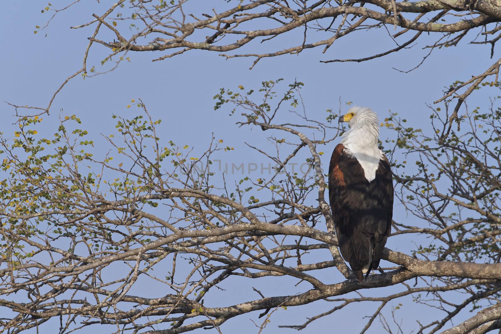 African Fish Eagle, Haliaeetus vocifer in a tree in the Kruger National Park, game reserve, South Africa