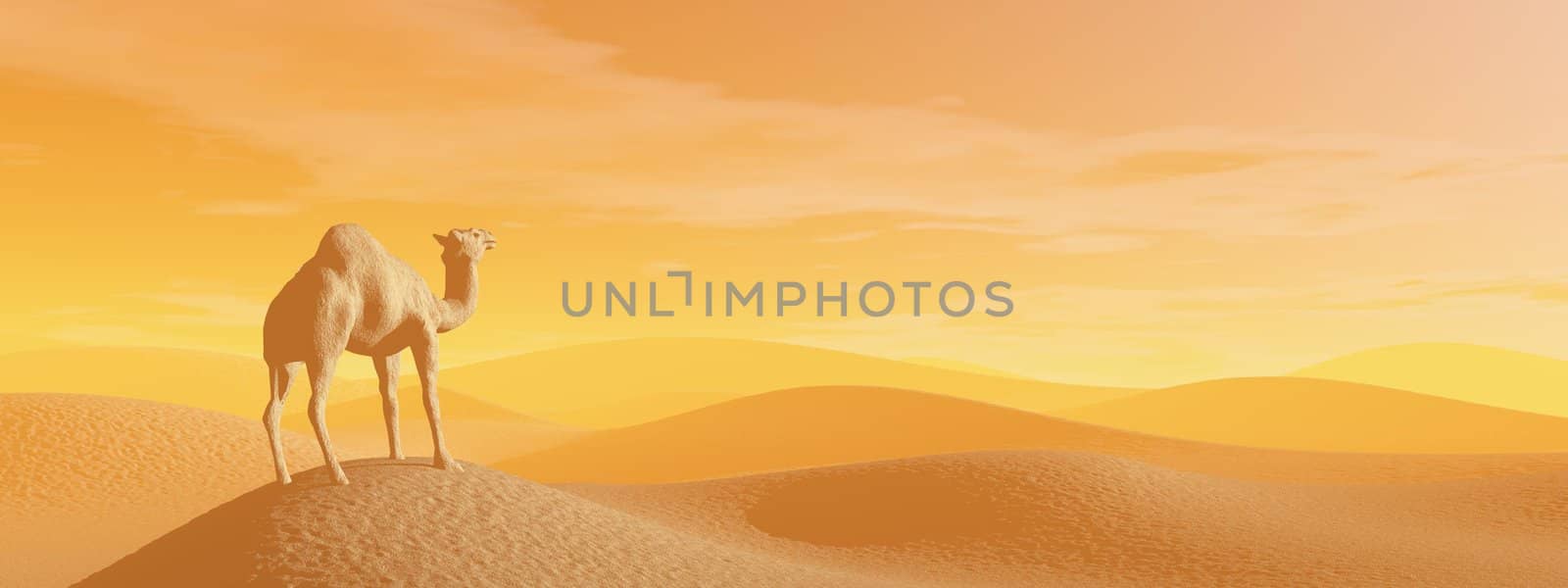 Camel standing in the desert by sunset light - 3D render