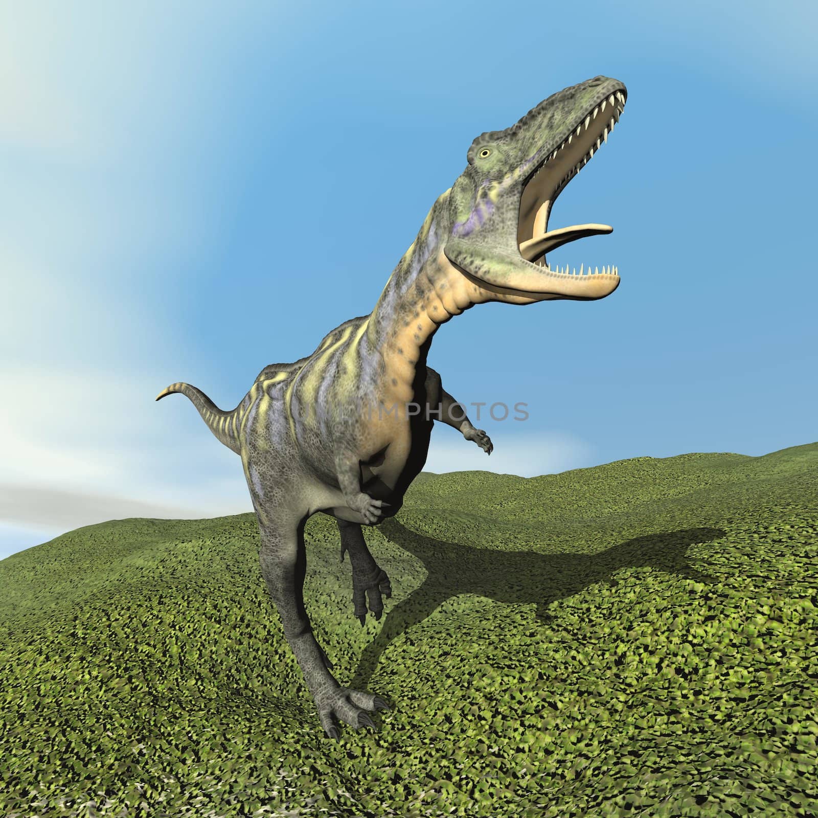 Aucasaurus dinosaur roaring while walking on the grass by day - 3D render