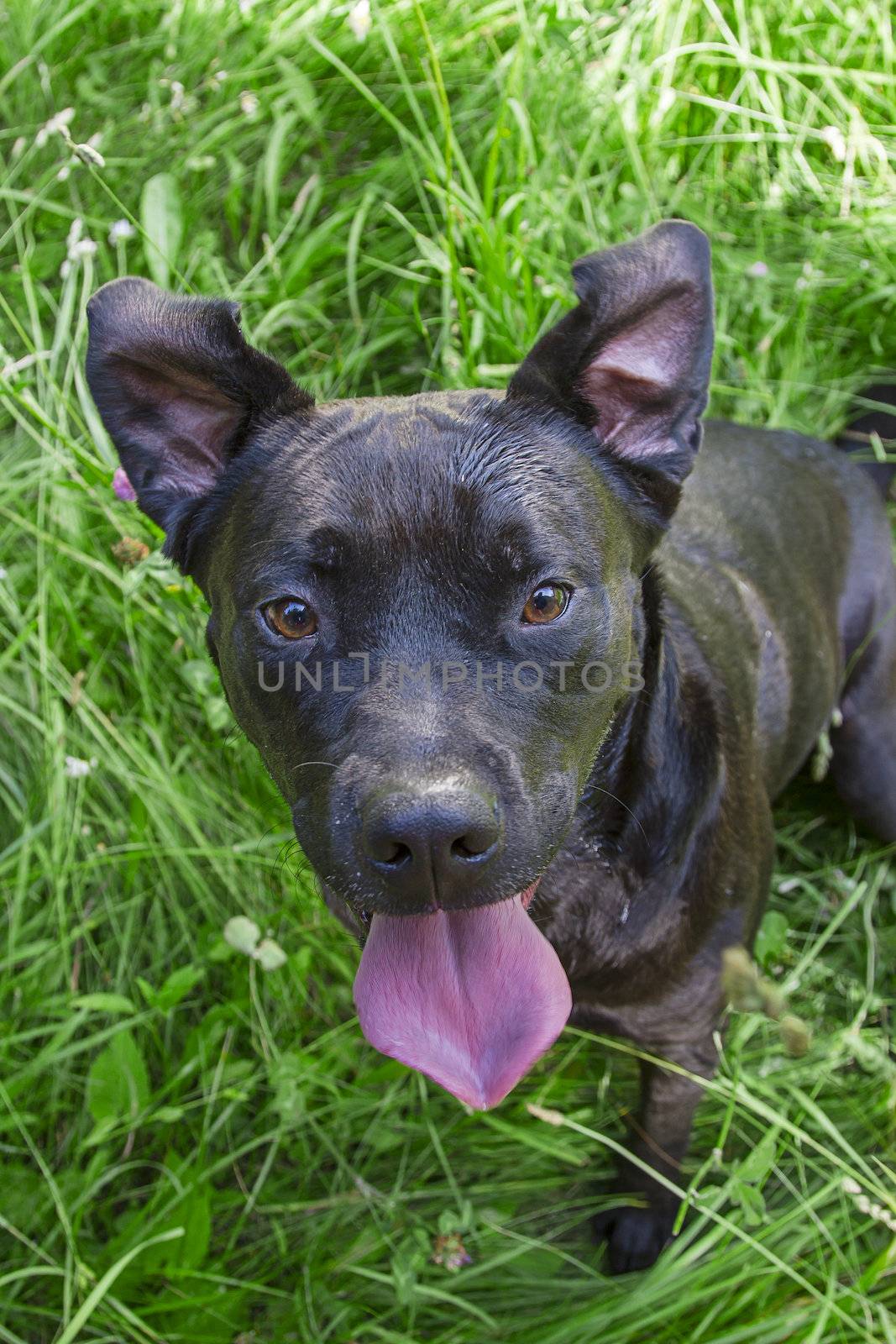 Black dog with his ears up, his tongue out, sitting in the grass