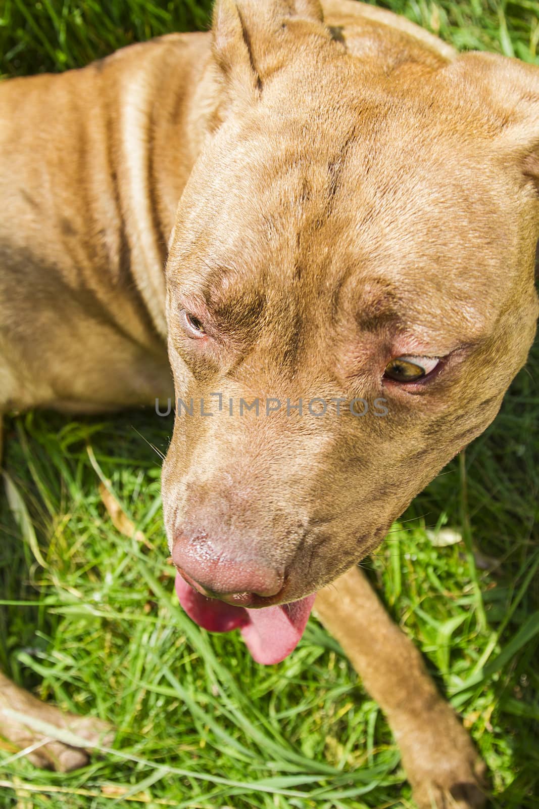 close-up of a pitbull head