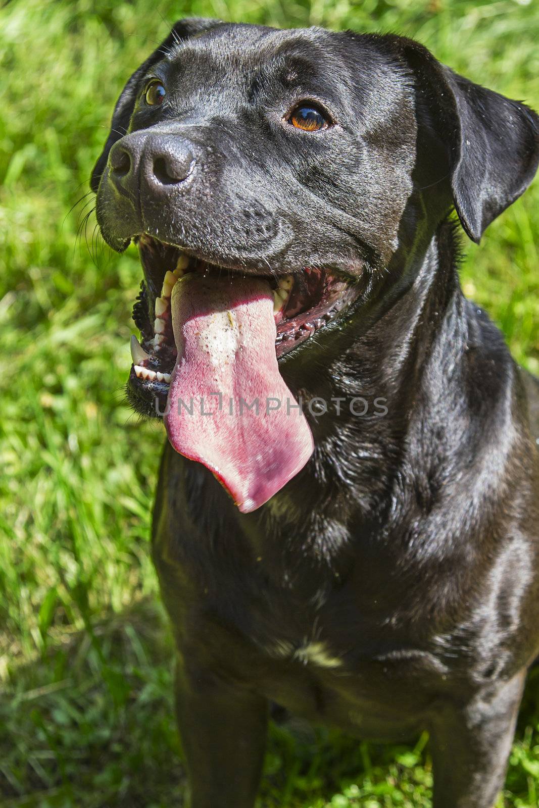 Black dog with his tongue out and a smile, sitting in the grass