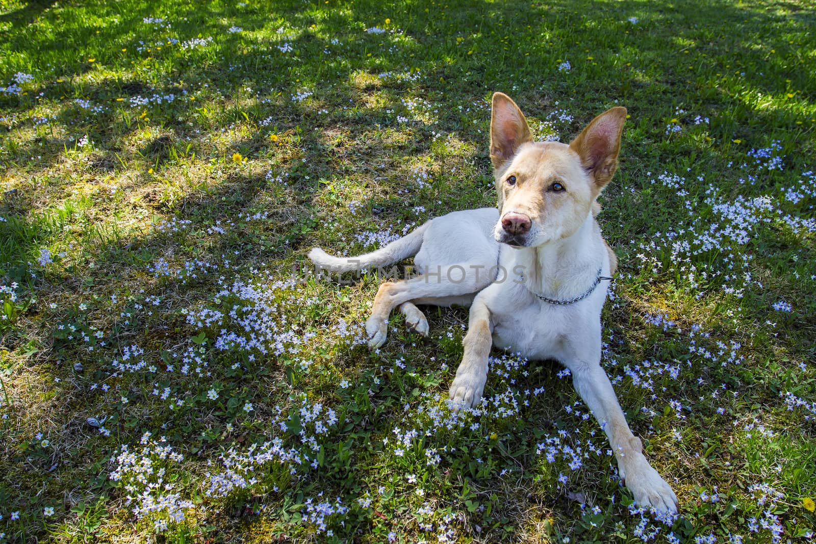 Golden coloured dog in a field of blue flower
