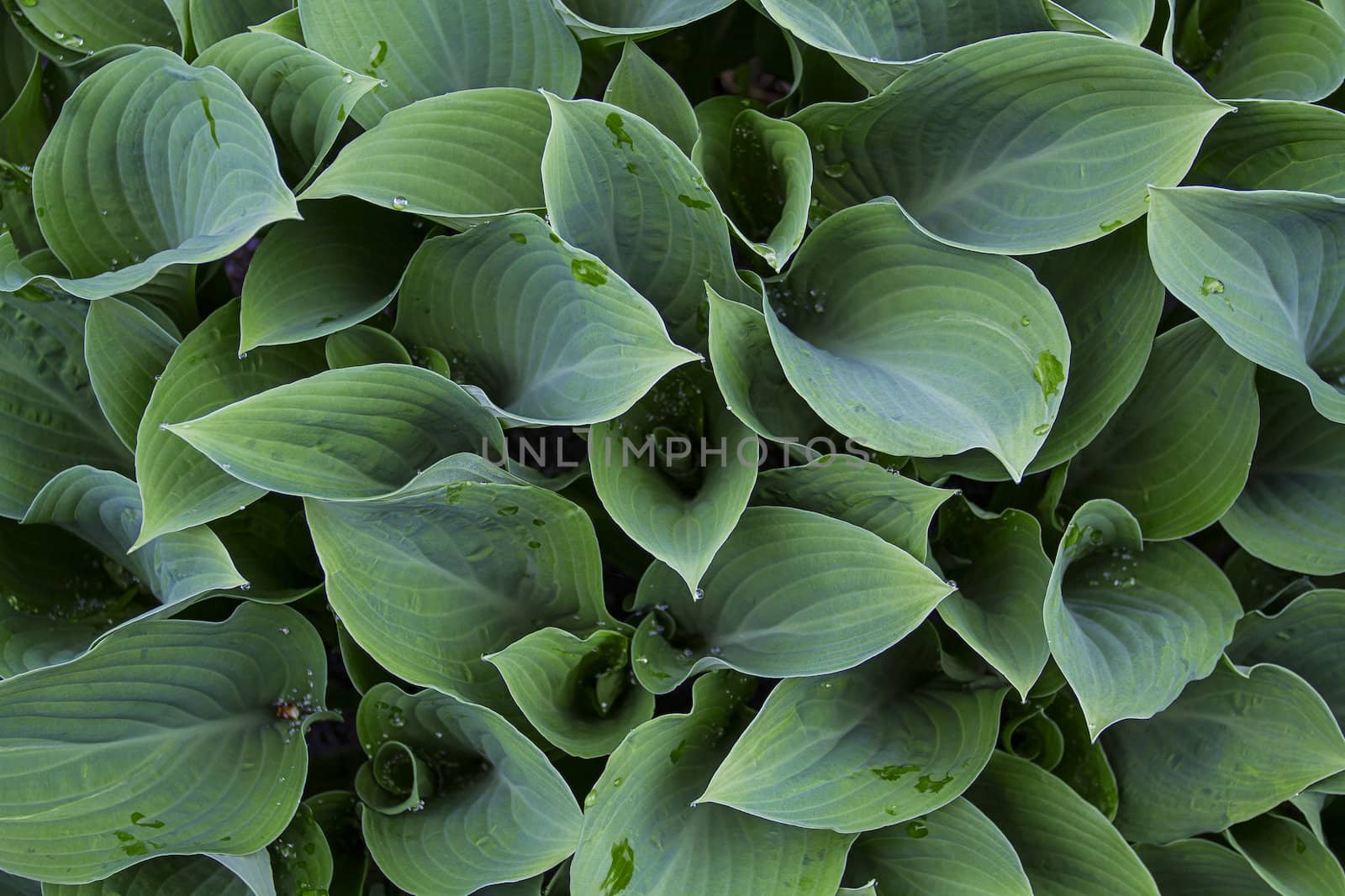 texture composed of green leaves with droplet of water
