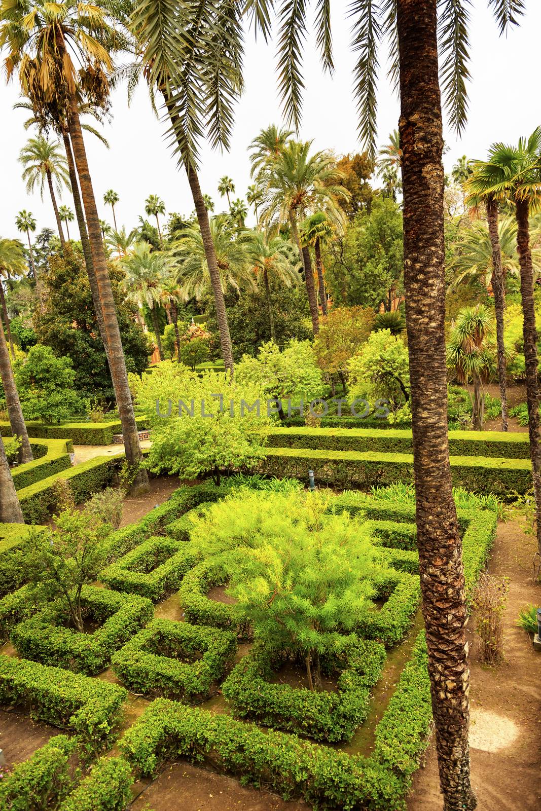 Palms Garden Alcazar Royal Palace Seville Spain by bill_perry