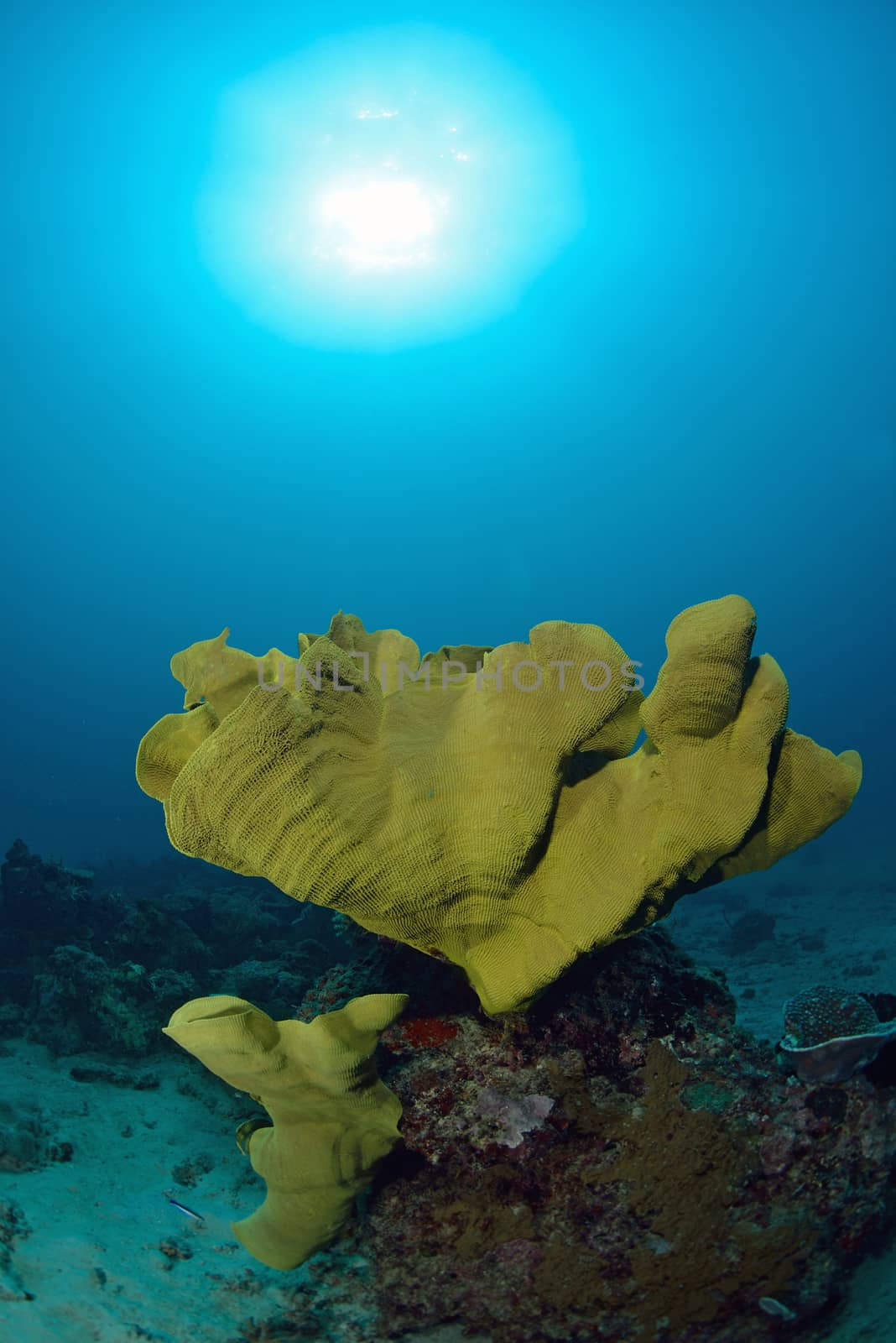 bright coral underwater in Sipadan, Malaysia by think4photop