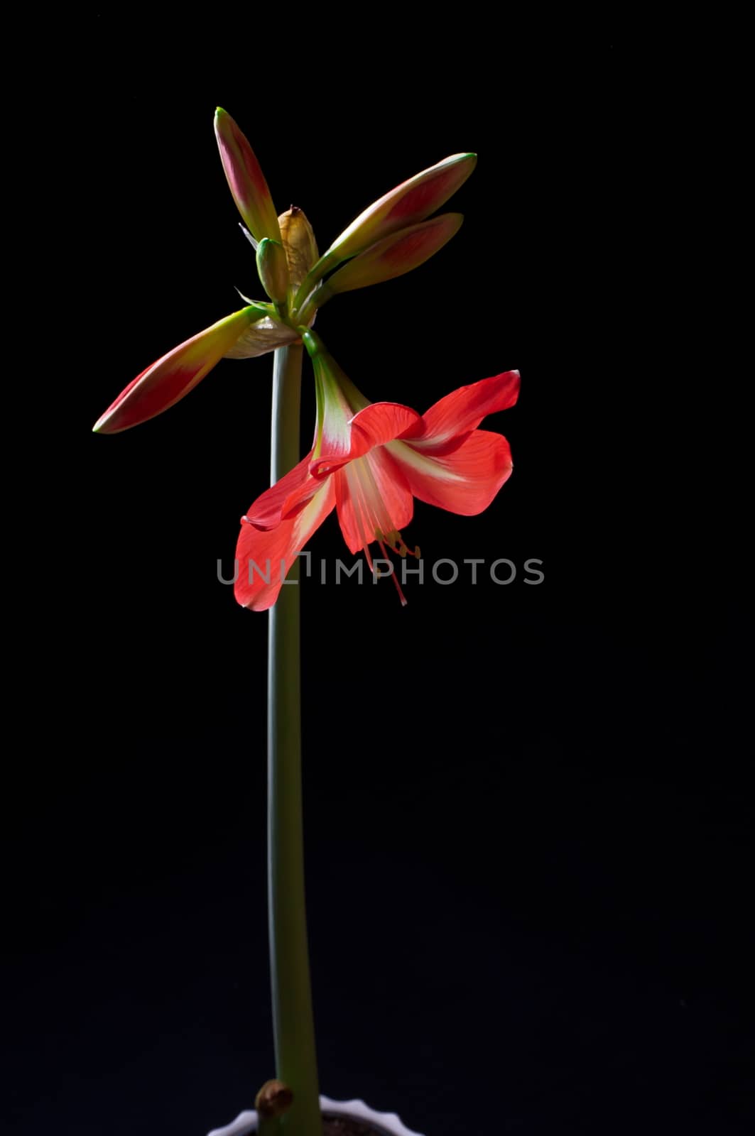 Red amarilis flower by anderm