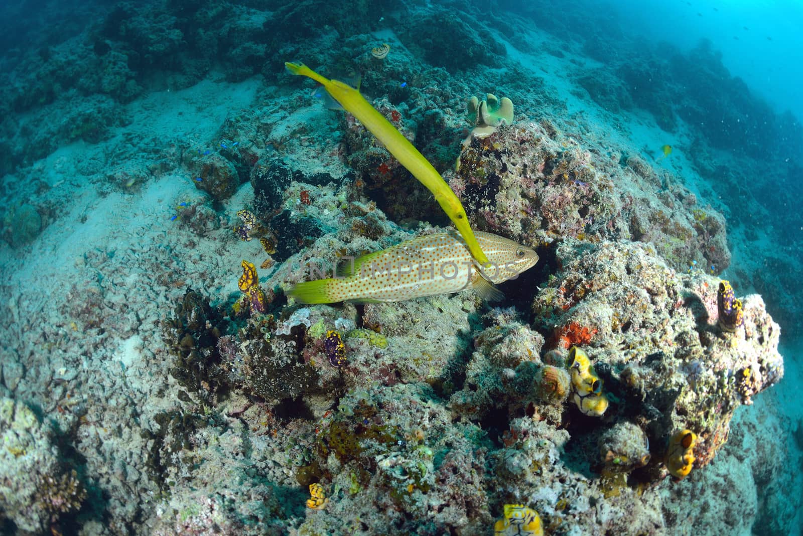 trumpetfish from the reefs of the Mabul ocean, Sipadan, Malaysia by think4photop