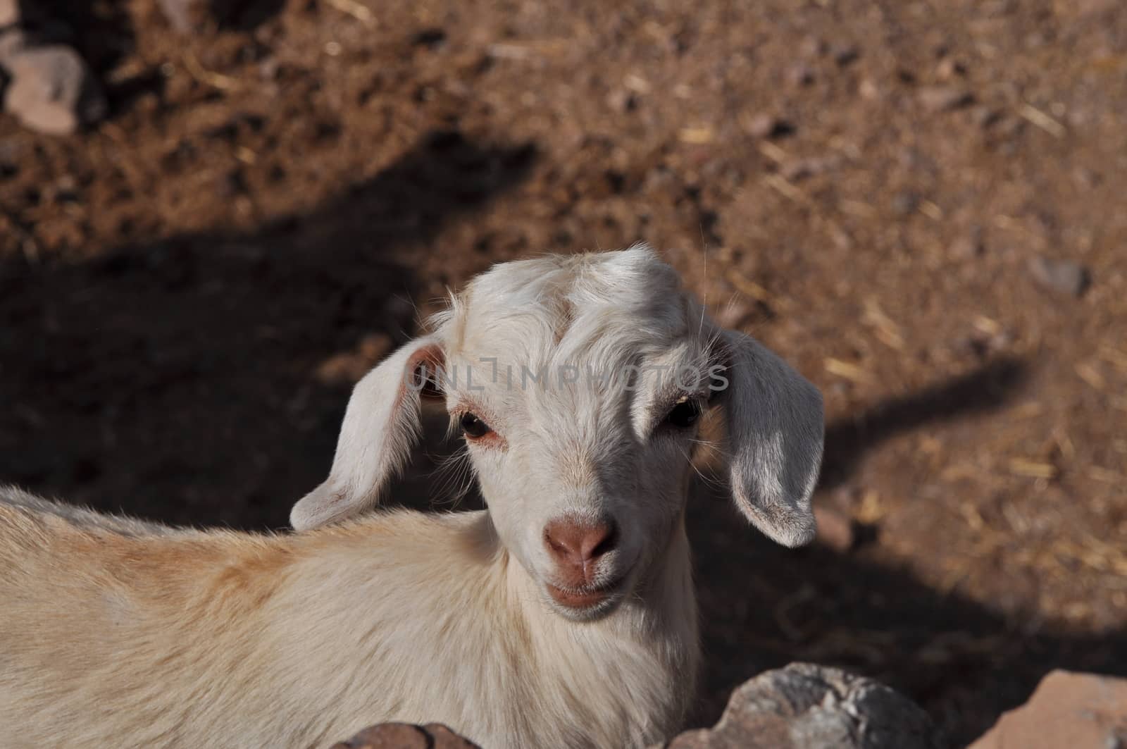 Young white goat looking in to the camera